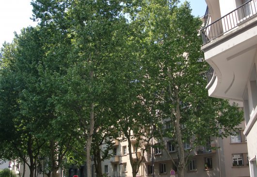 Room Grenoble close to city center 